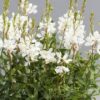 Gaura Lindheimers Monarch  White