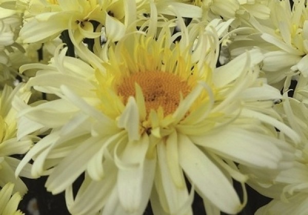 02454102_84_leucanthemum_maximum_real_charmer.653e37fb87dab Baltagalvė "Real Charmer"           (Leucanthemum maximum "Real Charmer")