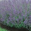 Katžolė faseno "Six Hills Giant"           (Nepeta faassenii "Six Hills Giant")