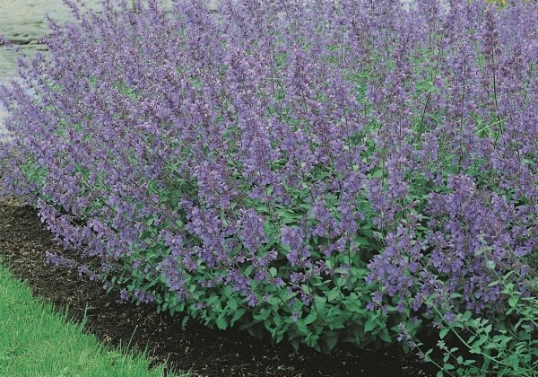 Katžolė faseno "Six Hills Giant"           (Nepeta faassenii "Six Hills Giant")