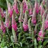Veronika varpotoji "Candles Bubblegum"   (Veronica spicata "Candles Bubblegum")