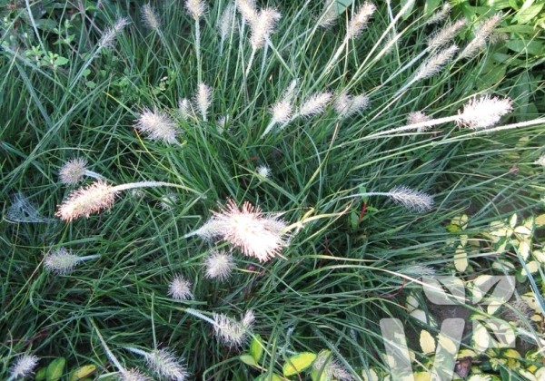 02493790_77_pennisetum_alopecuroides_little_bunny.653e38119248f Soruolė pašiaušėlinė "Little Bunny" (Pennisetum alopecuroides "Little Bunny")