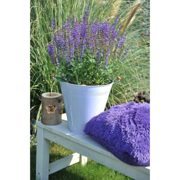 1280 (1) Šalavijas gojinis "Salute Deep Blue" (Salvia nemorosa "Salute Deep Blue")