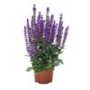 Šalavijas gojinis "Midnight Purple"         (Salvia nemorosa "Midnight Purple")