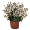 Gaura Lindheimers Monarch  White