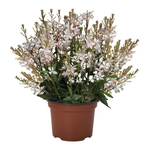 1280 (2) Gaura Lindheimers Monarch White
