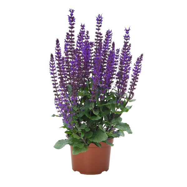 Šalavijas gojinis "Midnight Purple"         (Salvia nemorosa "Midnight Purple")