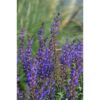 Šalavijas gojinis "Salute Deep Blue"      (Salvia nemorosa "Salute Deep Blue")