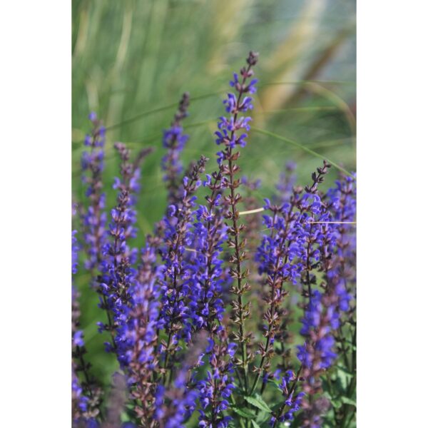 1280 Šalavijas gojinis "Salute Deep Blue" (Salvia nemorosa "Salute Deep Blue")