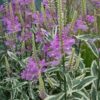 Pūstatauris virgininis "Variegata"                      (Physostegia virginiana "Variegata")