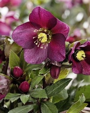 Barškė  "Decadence Pink Lemonade" (Baptisia australis "Decadence Pink Lemonade")