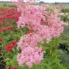 Vingiorykštė raudonoji "Venusta"    (Filipendula rubra "Venusta")