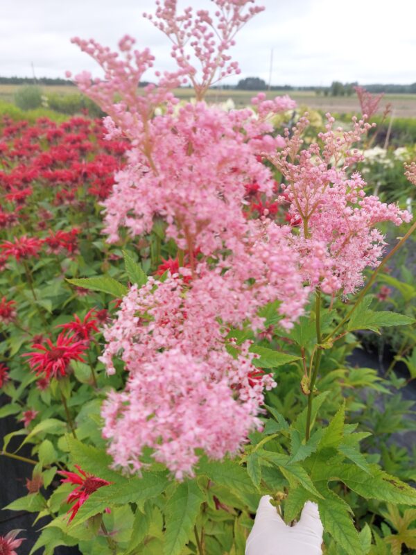 20220718_103203 Vingiorykštė raudonoji "Venusta" (Filipendula rubra "Venusta")