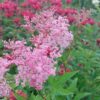 Vingiorykštė raudonoji "Venusta"    (Filipendula rubra "Venusta")