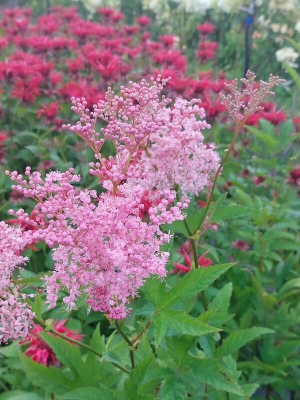 20220718_103321 Vingiorykštė raudonoji "Venusta" (Filipendula rubra "Venusta")