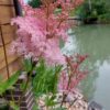 Vingiorykštė raudonoji "Venusta"    (Filipendula rubra "Venusta")