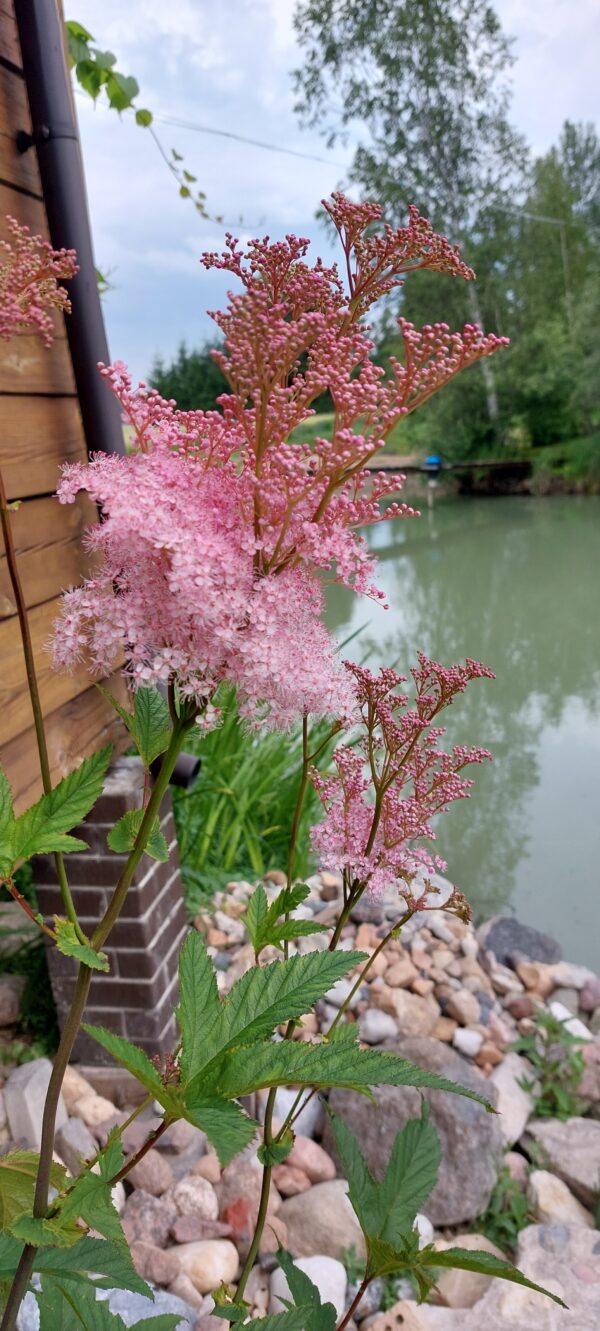 20230706_141448 Vingiorykštė raudonoji "Venusta" (Filipendula rubra "Venusta")