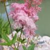 Vingiorykštė raudonoji "Venusta"    (Filipendula rubra "Venusta")