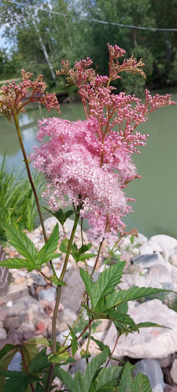 20230707_162639 Vingiorykštė raudonoji "Venusta" (Filipendula rubra "Venusta")