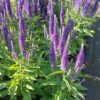 Veronika varpotoji "Veronique Blue" (Veronica spicata "Veronique Blue")