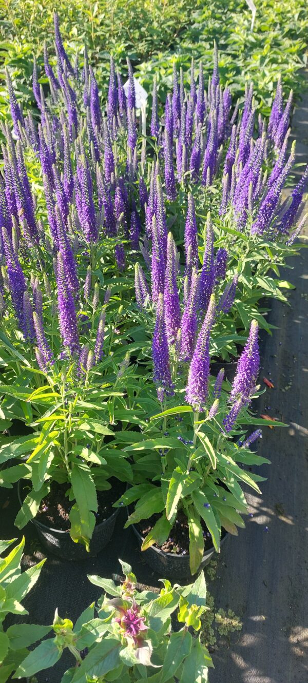 Veronika varpotoji "Veronique Blue" (Veronica spicata "Veronique Blue")