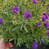Astras krūminis "Indigo"                              (Aster dumosus "Indigo")