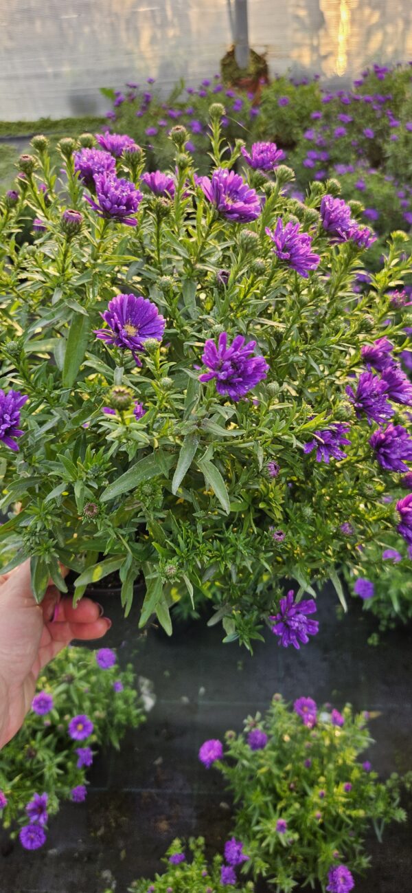 Astras krūminis "Indigo"                              (Aster dumosus "Indigo")