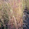 Miskantas  kininis "Purpurascens" (Miscanthus sinensis  "Purpurascens")