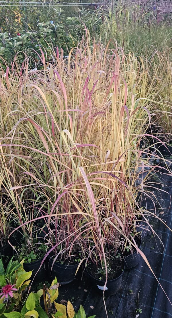 Miskantas  kininis "Purpurascens" (Miscanthus sinensis  "Purpurascens")