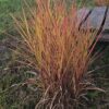 Miskantas  kininis "Purpurascens" (Miscanthus sinensis  "Purpurascens")