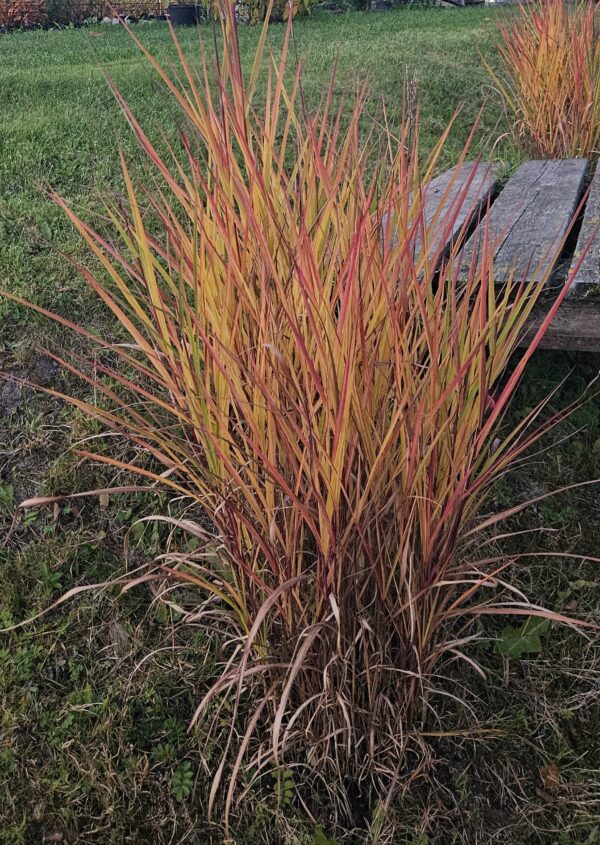 Miskantas  kininis "Purpurascens" (Miscanthus sinensis  "Purpurascens")
