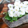 Našlaitė "White" (Didžiažiedė)