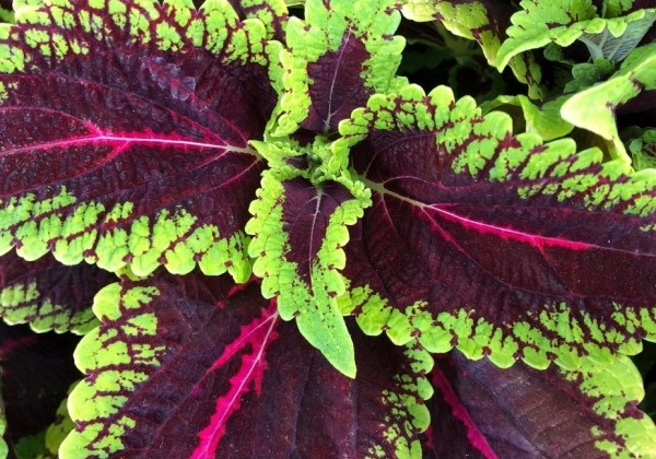 5170639_84_coleus_blumei_main_street_alligator_alley.653e3823b5b76 Margenis Main Street Alligator Alley