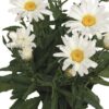 Baltagalvė "Daisy May"                (Leucanthemum superbum "Daisy May")