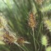Soruolė pašiaušėlinė "Little Bunny" (Pennisetum alopecuroides "Little Bunny")