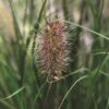 Soruolė pašiaušėlinė "Hameln"     (Pennisetum alopecuroides "Hameln")