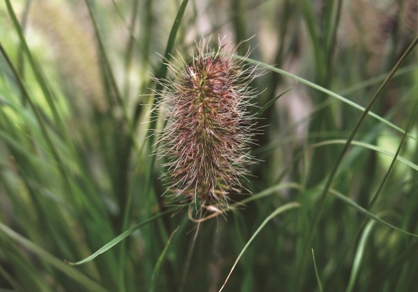 592063_50_pennisetum_alopecuroides_hameln.653e3825018bc Soruolė pašiaušėlinė "Hameln" (Pennisetum alopecuroides "Hameln")