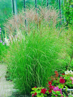 Miskantas kininis "Kleine Silberspinne" (Miscanthus sinensis  "Kleine Silberspinne")