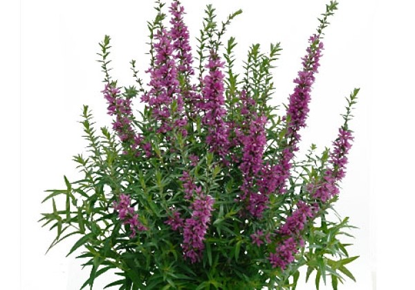 594773_104_lythrum_hybride_pink_promenade.653e38d12f3e1 Raudoklė paprastoji "Pink Promenade" (Lythrum salicaria "Pink Promenade" )