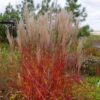 Miskantas  kininis "Purpurascens" (Miscanthus sinensis  "Purpurascens")