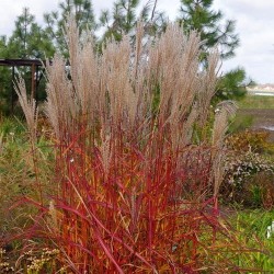 Miskantas  kininis "Purpurascens" (Miscanthus sinensis  "Purpurascens")