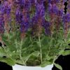 Šalavijas gojinis "Dark Matter"              (Salvia nemorosa "Dark Matter")