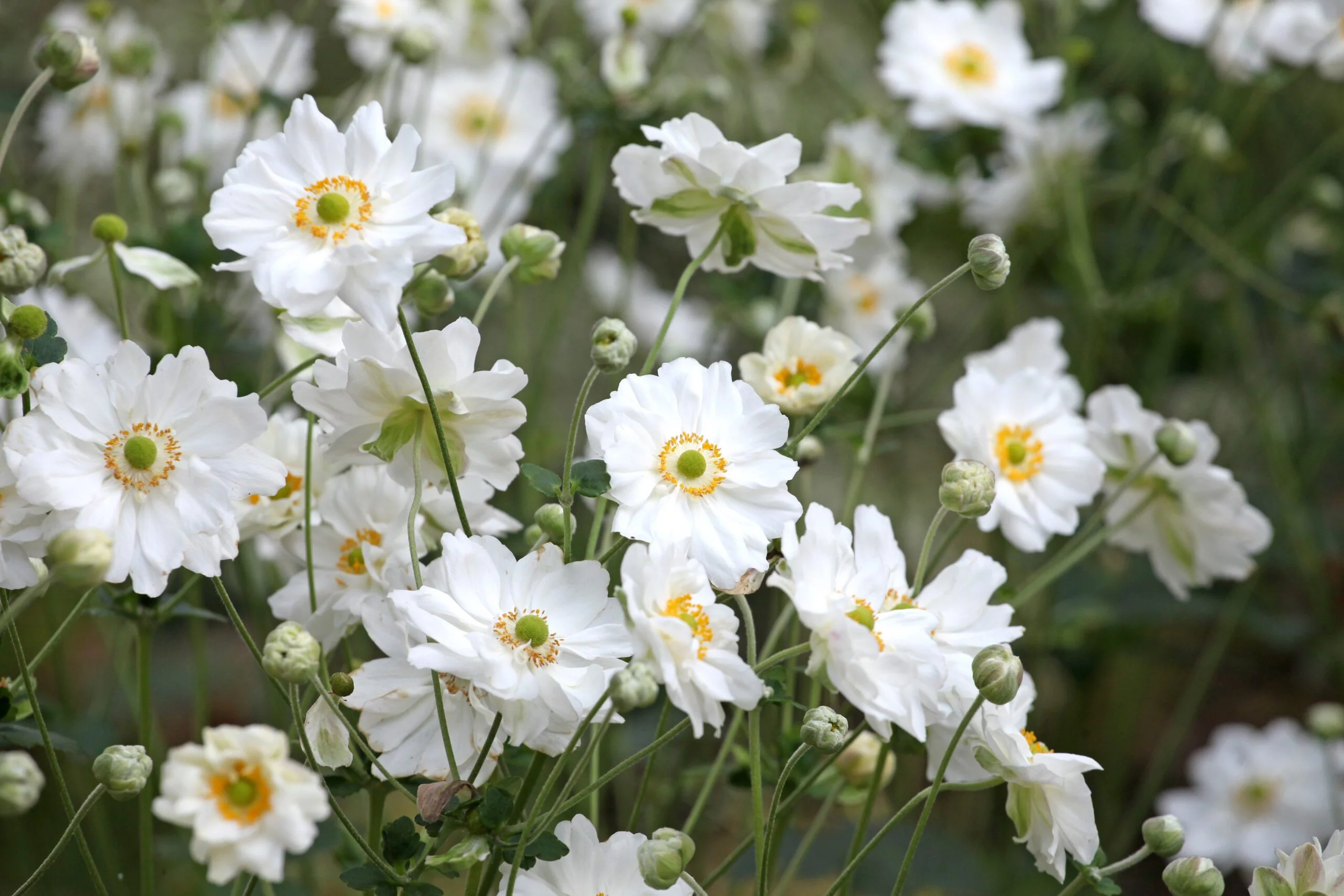 Plukė japoninė „Whirlwind” (Anemone hupehensis „Whirlwind