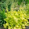 Alūnė "Lime Marmalade" (Heuchera  "Lime Marmalade")