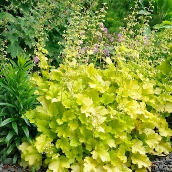 Alūnė "Lime Marmalade" (Heuchera  "Lime Marmalade")