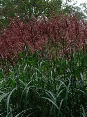 Miskantas kininis "Malepartus"    (Miscanthus sinensis "Malepartus")