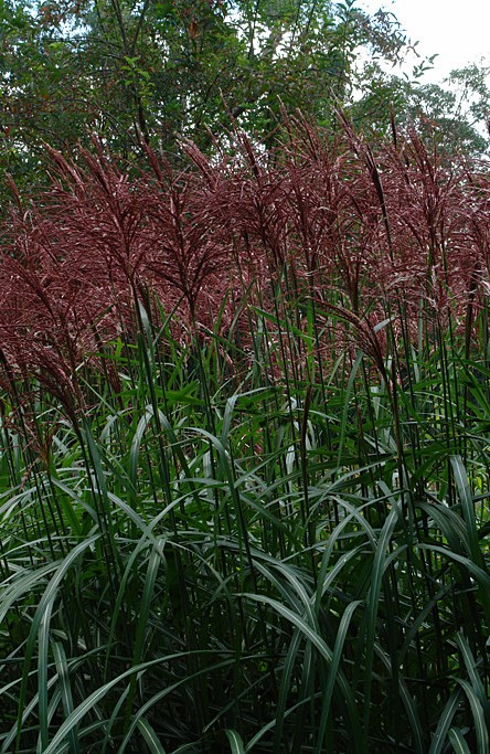 Miskantas kininis "Malepartus"    (Miscanthus sinensis "Malepartus")