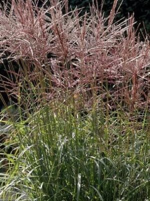 Miskantas kininis "Ferner Osten"  (Miscanthus sinensis  "Ferner Osten")