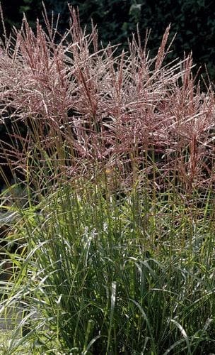 Miskantas kininis "Ferner Osten"  (Miscanthus sinensis  "Ferner Osten")