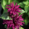 Monarda  "Bee True"                       (Monarda  "Bee True")